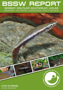 Title BSSW-Report 3-2019: Nannostomus eques - Ingo SEIDEL