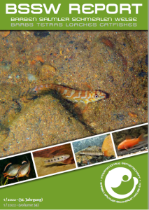 Titelseite BSSW-Report 1-2022: Mesonemacheilus sp. in Western Ghats, India - Shankar BALASUBRAMANIAN
